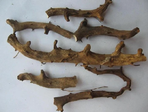 Dioscorea nipponica Dioscorea nipponica